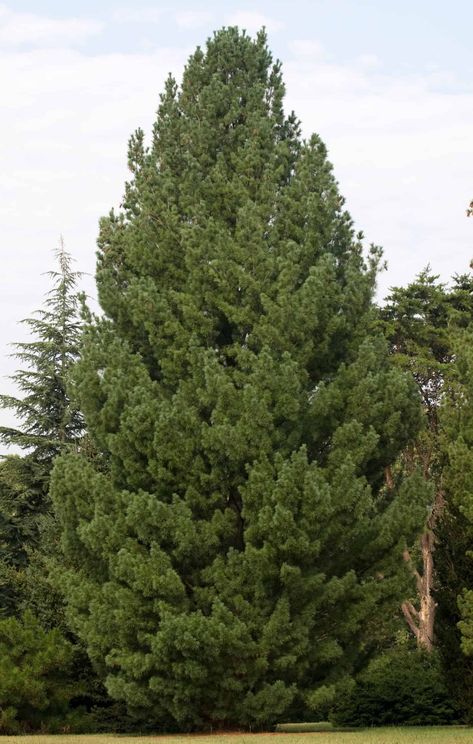 Fast Growing Pine Trees, Evergreen Trees For Privacy, Pinus Strobus, Giant Arborvitae, Emerald Green Arborvitae, Fast Growing Evergreens, White Pine Tree, Eastern White Pine, Bald Cypress