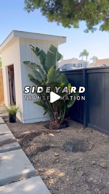 Ben |  Fredrickson Landscape, Inc. on Instagram: "Would you get an outdoor shower?💦 Details👇🏼

Outdoor shower (get the one with the foot tap) by @sgooutdoorshower 

Ipe wood deck (unsealed but that was just my preference) and cedar 2 x 2 fence.

Plants: Giant Birds of Paradise, Dioon, snake plant, acacia cousin itt, lomandra breeze to name a few.

My go-to low flow irrigation @netafim_usa 

Mohave rock as finish material. (I don’t recommend weed fabric before planting!!! Check out my blog highlight to see why and what I use instead.)

I hope you guys like these yard transformation breakdowns🥰

What would you put in your special shed??🤔
______________________

 ⁣#beforeandafter #renovation #renovating #landscaping #landscaper #yard #outdoorliving #landscapedesigner #landscapingideas #o Palm Trees In Backyard, Giant Bird Of Paradise Landscape, Northern California Landscaping, Florida Side Yard Landscaping, Front Yard Florida Landscaping Ideas, Snake Plant Outdoor Landscape, Back Patio Landscape Ideas, Bird Of Paradise Plant Outdoor Landscape, Lomandra Breeze