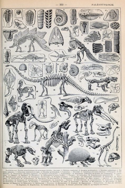 Skeleton print antique book plate print science poster wall art decor education poster paleontology print school room decor anatomy animals https://etsy.me/3J7i8Fi #unframed #bedroom #animal #vertical #skeletonprint #anatomy #animalsprint #antiquebookplate #sciencepost 19th Century Illustration, Dinosaur Posters, Science Illustration, Dinosaur Skeleton, Skeleton Print, Dinosaur Art, Dinosaur Fossils, Illustration Vintage, Scientific Illustration