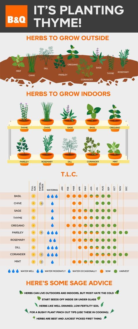 Plan Potager, Vertical Herb Gardens, Growing Herbs Indoors, نباتات منزلية, Fall Vegetables, Herb Planters, Indoor Herb Garden, Herbs Indoors, Garden Care