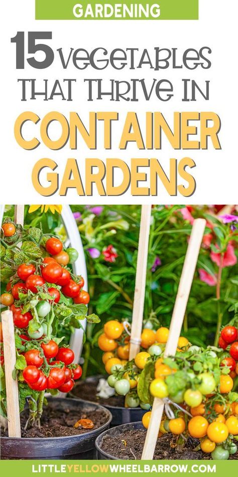 Vegetables In Containers, Growing Vegetables In Pots, Bucket Gardening, Container Vegetables, نباتات منزلية, Vegetable Garden Diy, Backyard Vegetable Gardens, Growing Veggies, Garden Veggies