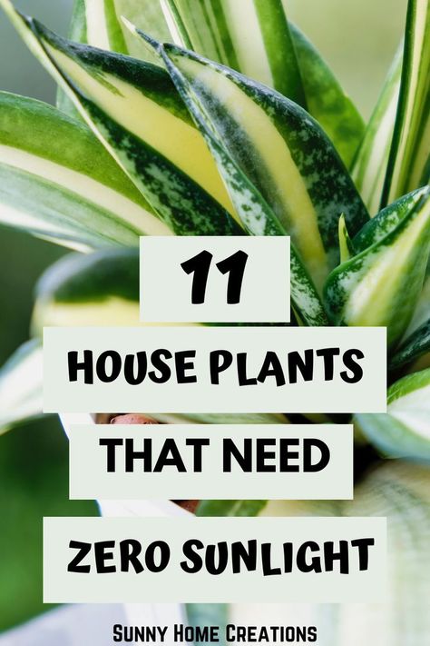 Inside House Plants, Best Plants For Bedroom, Low Light House Plants, Indoor Plants Low Light, Easy House Plants, Tattoo Plant, Low Light Indoor Plants, Household Plants, Plant Care Houseplant