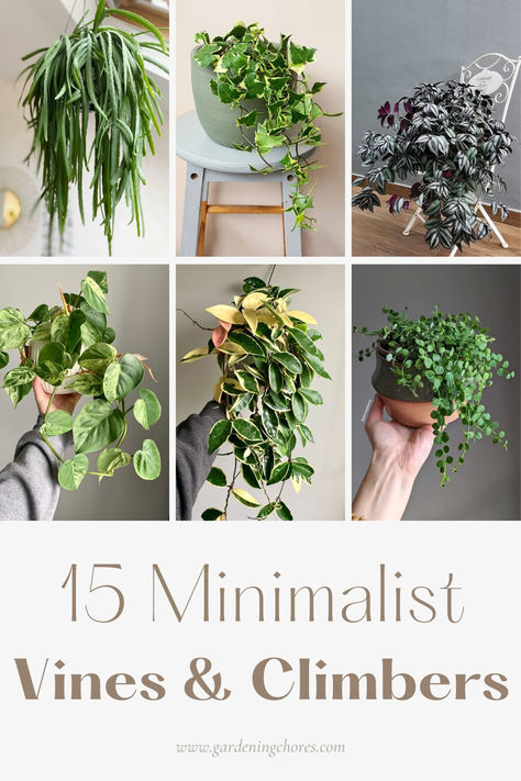 15 Prettiest Indoor Vining And Climbing Plants To Bring Tropical Motifs Vine Plants Indoor Decor, Easy To Grow Indoor Plants, Best Indoor Vine Plants, Trailing House Plants Indoor, Cascading Indoor Plants, Crawling Plants Indoor, Cascading Plants Indoor, Vining Indoor Plants, Cascading House Plants