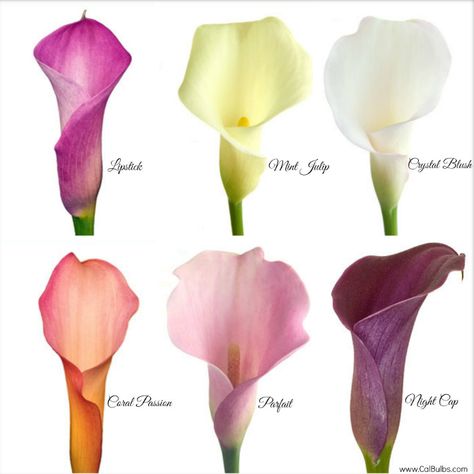 Calla Lily Decorations, Calla Lily Garden Ideas, Calla Lillie’s, Calla Lily Aesthetic, Cali Lilly, Calls Lily, Calla Lily Garden, Calle Lily, Calla Lily Tattoo