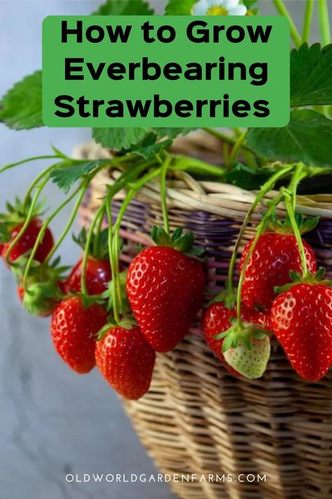 When To Plant Strawberries, Growing Strawberries In Containers, How To Grow Strawberries, Types Of Strawberries, Everbearing Strawberries, Strawberries In Containers, Grow Strawberries, Strawberry Pots, Strawberry Planters