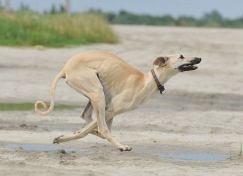 Sloughi, Arabian Greyhound,oroccan Greyhound, Berber Greyhound, Maghrebi Greyhound, Arabian Sighthound, Maghrebi Sight Hound, Sloughi Moghrebi, Al Hor, Levrier Marocain. Greyhounds Running, Greyhound Dogs, Dogs Running, Grey Hound, Sight Hounds, Hound Breeds, Hound Dogs, Dog Anatomy, Greyhound Art