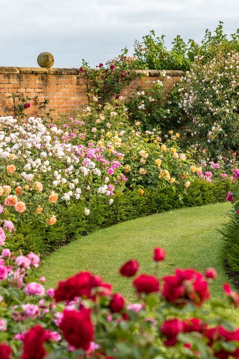 Rose Topiary Garden, Rose Bushes Front Yard, White House Rose Garden, Rose Landscape Ideas, Victorian Rose Garden, Beautiful English Gardens, Peony And Rose Garden, Roses Landscaping Ideas, Rose Beds Garden Ideas