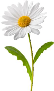 Daisy Flower Drawing, April Birth Flower, Daisy Tattoo, Daisy Art, Iphone Wallpaper Fall, Pola Sulam, White Daisy, Single Flower, Birth Flowers