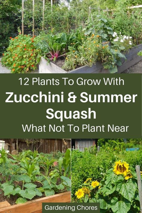 12 Great Companions For Zucchini & Summer Squash And 3 To Avoid How To Plant Squash Raised Beds, What To Plant With Zucchini, Planting Squash In Garden, Planting Zucchini In Raised Beds, Squash In Raised Beds, Companion Plants For Zucchini, How To Plant Squash, Planting Squash Raised Beds, Growing Squash In Raised Beds