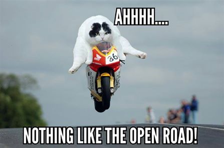 . Bike Humor, Motorcycle Memes, Photoshop Help, Manx, Riding Motorcycle, Funny Cute Cats, Man Humor, Funny Cat, Cat Pics