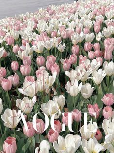 Posters For Room Coquette, Pink And White Aesthetic Pictures, Cute Pics For Your Wall, Pink Vogue Poster, Pink Scrapbook Background, Pink Bedroom Posters, Pink Flower Poster, Pastel Pink Pictures, Pink Vogue Aesthetic