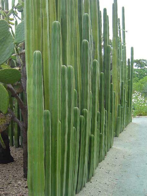 Pachycereus marginatus – Mexican Fence Post Cactus, Organ Pipe Cactus - See more at: http://worldofsucculents.com/pachycereus-marginatus-mexican-fence-post-cactus-organ-pipe-cactus/ Portugal House, Organ Pipe Cactus, San Pedro Cacti, Fence Plants, Privacy Fence Designs, Living Fence, Home Yard, Desert Garden, For Home