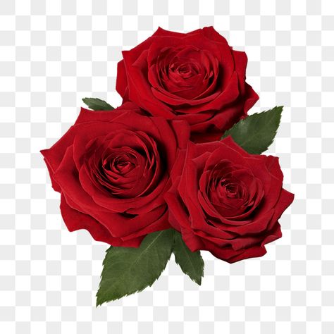 Rose Cut Out, Rose Png For Editing, Red Rose Flower Aesthetic, Rose Png Aesthetic, Red Flowers Png, Roses White Background, Red Roses Png, Red Rose Aesthetic, Red Rose Sticker