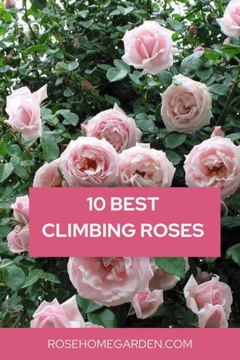 Discover the 10 Best Climbing Roses to Elevate Your Garden. Transform your garden into a breathtaking paradise with these top 10 climbing roses! 🌹🌿 Explore our handpicked selection of the most stunning and versatile climbing rose varieties that will add height, color, and fragrance to your outdoor space. 🌺🌼 #ClimbingRoses #GardenIdeas #RoseVarieties #GardeningInspiration" Climbing Roses Garage, Garden Design Roses, Climbing White Roses, Roses Climbing On House, Climbing Roses On House Front Porches, Flowering Climbing Plants, Rose Bush Types, Rambler Roses Climbing, How To Plant Climbing Roses