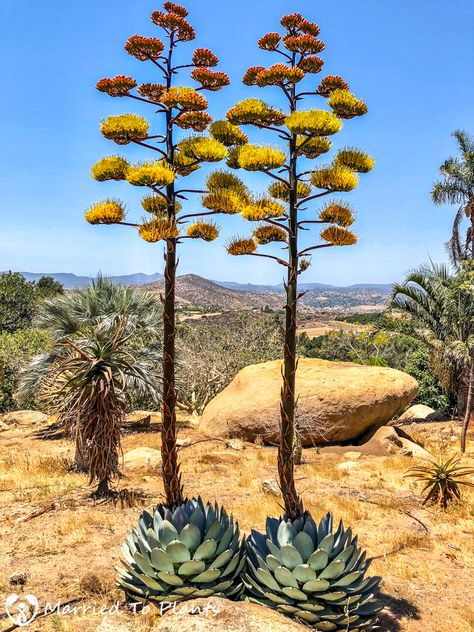 Agave Parryi Truncata, Agave Plant Landscaping, Artichoke Agave, Desert Plants Landscaping, Agave Flower, Century Plant, Plant Fungus, Agave Plant, Unusual Plants