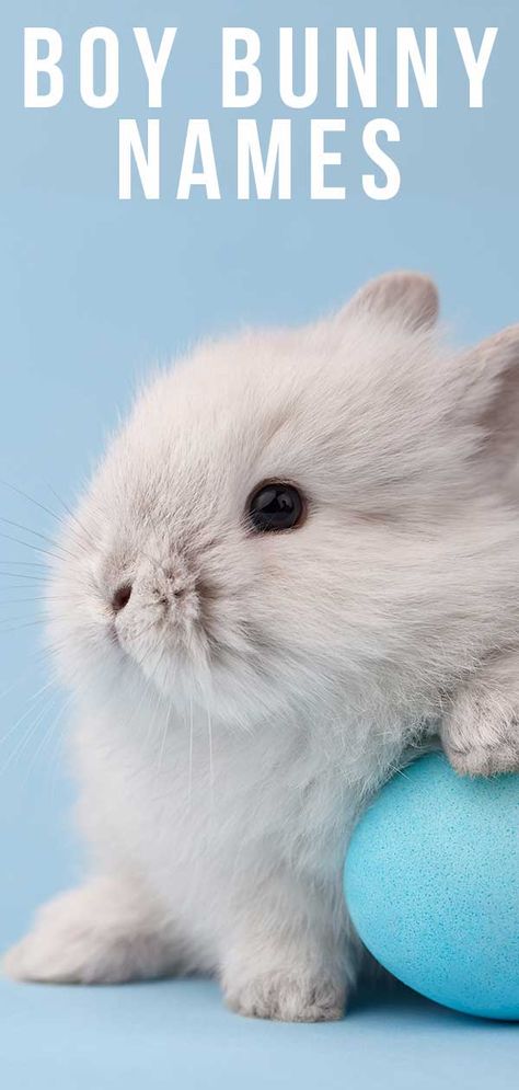 Rabbit Names Unique, Unique Bunny Names, Cute Bunny Names List, Names For Bunnies, Rabbit Names Ideas, Boy Rabbit Names, Bunny Names Ideas, Funny Boy Names, Male Pet Names