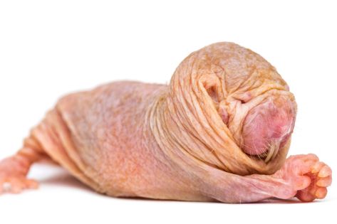 The queen sets the tone: Deciphering the dialects of naked mole-rats Hairless Mole Rat, Mole Rat, Tropical Forest, Rodents, Mole, Real People, Super Powers, Rats