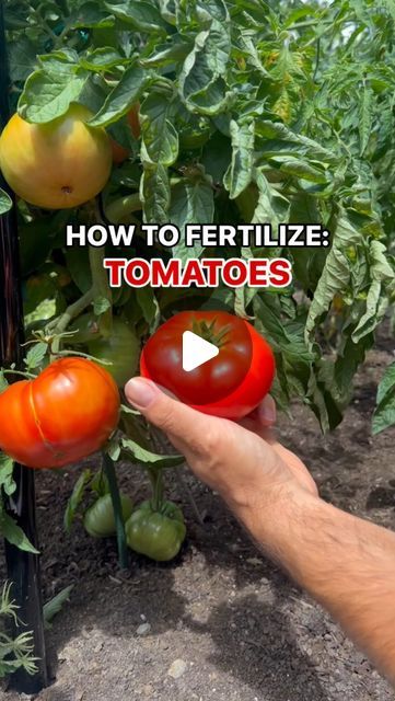 The Young Nonno on Instagram: "Comment TOMATO for all my saucy secrets! 🍅👍🏼

The newest video in the “How To Fertilize” series is all about the most requested backyard garden veggie (or is it a fruit).

What would you like to see next?

Buon giardinaggio!
.
.
.
.
.
.
.
.
.
#garden #gardening #gardeningtips #backyard #gardenlife #grow #greenthumb #veggies #plants #gardener #plant #diy #howto #organic #harvest #reels #urbangarden #tips #vegetables #tomato #keepgrowing #MiracleGroCanada" How To Grow Tomatoes For Beginners, Tomato Plants Growing Tips, Tomato Growing Tips, Tomatoes Growing, How To Grow Tomatoes, Tomato Fertilizer, Plant Diy, Tomato Farming, Grow Tomatoes