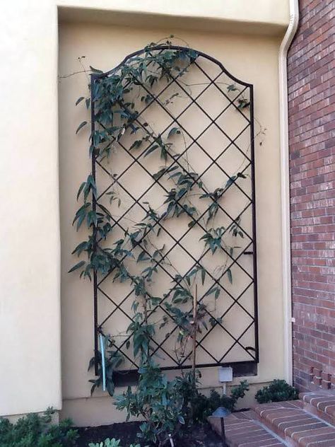 Exterior Wall Trellis, Exterior Stair Railing, Iron Trellis, Wall Trellis, Exterior Stairs, Vine Wall, Flowering Vines, Stair Railing, Exterior Doors