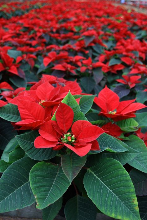 How To Care For Poinsettias: Grow Beautiful Plants For Holiday Decorating Poisentia Flower, Pointessia Christmas, Ponsietta Flowers, Pointsetta Plant, Pointsetta Flower, Christmas Flowers Poinsettia, Poinsettias Flowers, Flowers For Christmas, December Flower