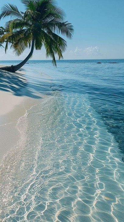 Tropical Beach Aesthetic, Paradise Aesthetic, Ocean Palm Trees, Ocean Waves Photography, Beautiful Beaches Paradise, Belize Beach, Ocean Tropical, Beautiful Beach Pictures, Beautiful Ocean Pictures