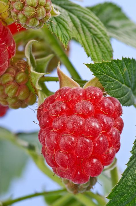 Raspberries Photography, Raspberry Still Life, Raspberry Reference, Raspberry Reference Photo, Raspberry Flowers, Berry Photography, Raspberry Photography, Raspberry Plant, Raspberry Aesthetic