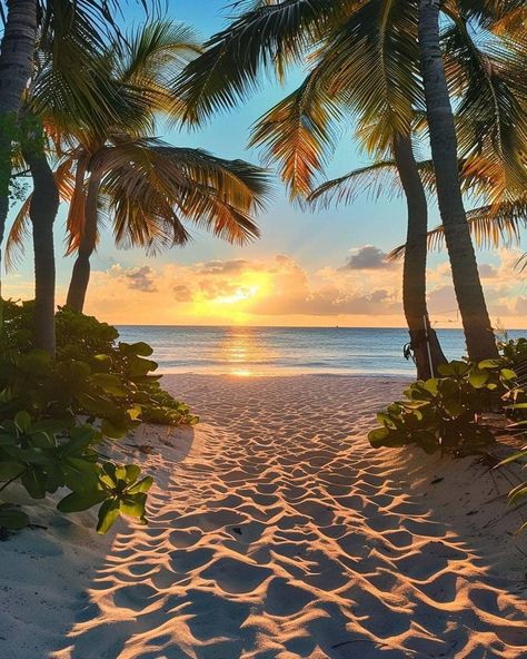 Tropical Sunset Wallpaper, Tropical Beach Aesthetic, Sunset Beach Palm Trees, Sea Beach Photography, Sunset With Trees, Palm Tree Landscape, Beach And Palm Trees, Sunset At Beach, Palm Tree Photo