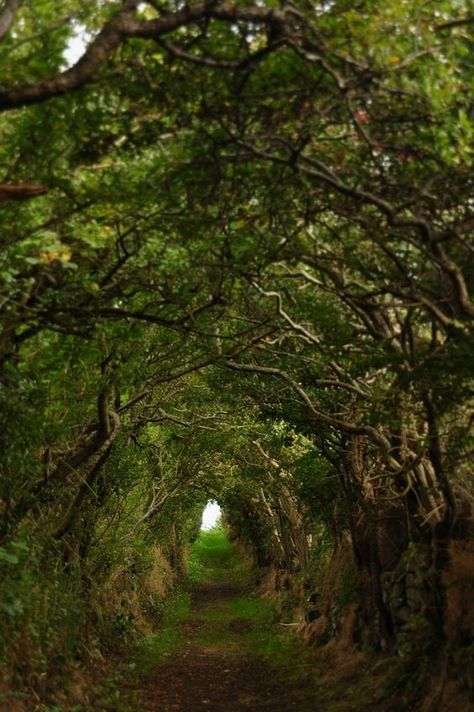 Secret enchanted magical forest entry Ireland Travel, Antrim Ireland, Forest Paths, Tree Tunnel, Dark Hedges, Matka Natura, Image Nature, Nature Aesthetic, Magical Places