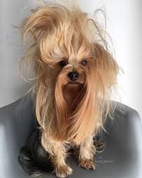 Dog Hairstyles, Brushing Hair, Yorkie Hairstyles, Animals Pics, Baby Grooming, Fun Sayings, Hairstyles Pictures, Grooming Tips, Braids Hairstyles Pictures