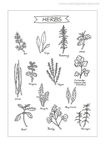 Herbs-Kitchen Art  #TuscanyAgriturismoGiratola Herbal Kitchen, Kitchen Flowers, Herbs Illustration, Illustration Kitchen, Culinary Art, Graphic Art Prints, Leaves Illustration, Kitchen Art Prints, Ship Drawing