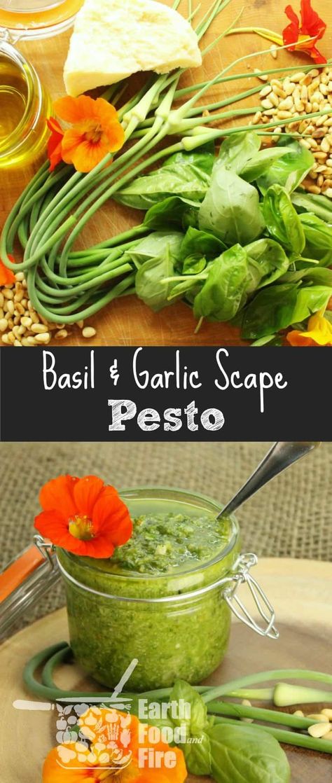 A deliciously simple to follow basil pesto recipe that uses fresh garlic scapes from the garden. Perfect for use in pasta and other dishes. #pesto #basil #garlicscapes via @earthfoodandfire Scape Pesto Recipe, Pickled Recipes, Fire Recipes, Scape Pesto, Pesto Basil, Garlic Scape Pesto, Food Sauces, Basil Pesto Recipe, Basil Pesto Recipes