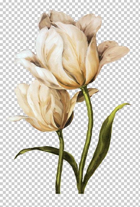 Flower Background Photoshoot, Aesthetic Flower Png, Amycus Carrow, Flower Background Aesthetic, Background Design Flower, Aesthetic Flower Background, Alecto Carrow, Paint Png, Flower Png Images