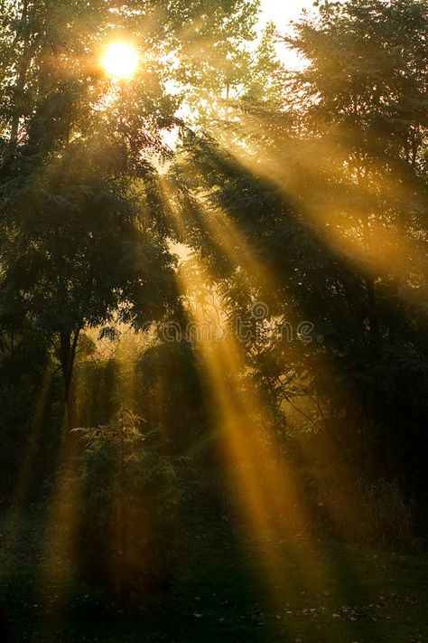 Palmas, Light Shinning Through Trees, Sunbeams Through Trees, Sun Rays Photography, God Rays Sunlight, Sunrays Through Trees, Sun Ray Photography, Sunlight Shining Through Trees, Sun Coming Through Trees