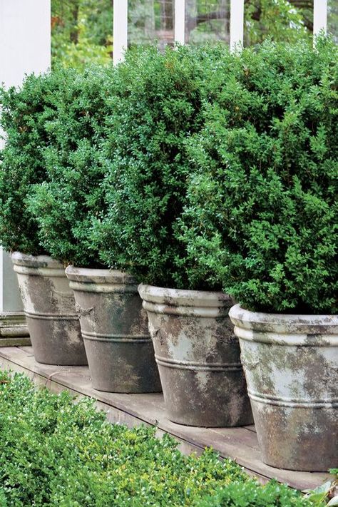 Count on these handsome shrubs to fill your containers with style. More Front Yard Hedges, Boxwood Landscaping, Garden Shrubs, Have Inspiration, Garden Containers, Concrete Planters, Outdoor Planters, Shade Garden, Container Plants