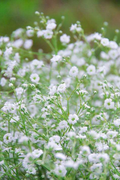 Baby's Breath Flower | Gypsophila | *Little Jerry* | Flickr Gypsophila Plant, Baby Breath Flower, Baby's Breath, Baby Breath, Babies Breath, Rock Wall Gardens, Gypsophila Flower, Flower Identification, Floral Design Classes