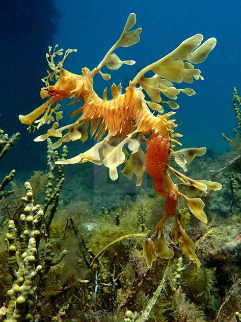 Leafy Sea Dragon Aesthetic, Sea Dragon Photography, Leafy Sea Dragon Photography, Leafy Sea Dragon Mermaid, Leaf Sea Dragon, Rare Sea Animals, Dragon Seahorse, Sea Krait, Leafy Seadragon