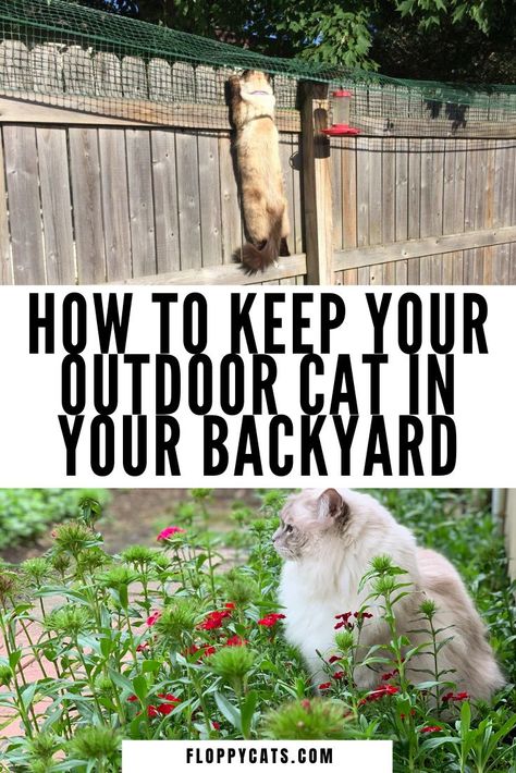 Outdoor Cat Condo Ideas, Outside Area For Cats, Outside Cat Play Area, Cat Fences Outdoor, Patio Cat Enclosure Diy, Diy Outdoor Cat Enclosure Cheap, Backyard Cat Ideas, Fence Ideas To Keep Cats In, Outdoor Cat Run Ideas