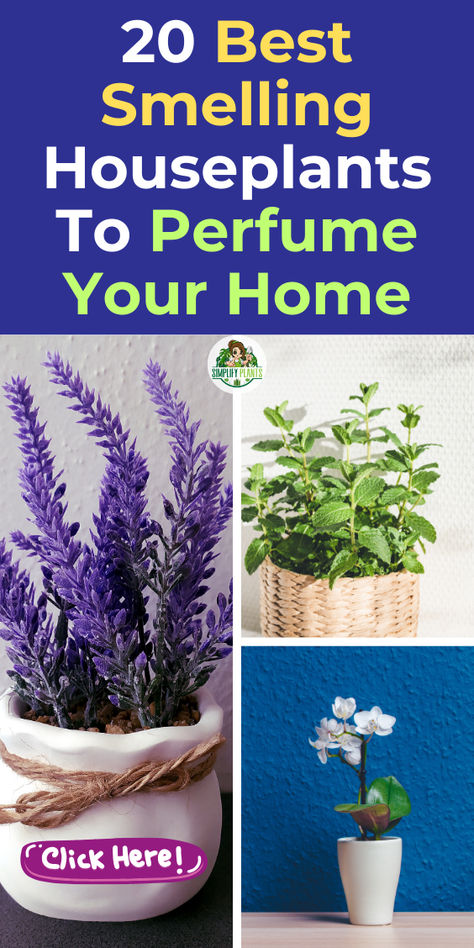 "Discover the 20 best smelling houseplants that can boost your mood and 
enhance your living space. From aromatic plants like lavender and jasmine 
to fragrant plants such as mint and rosemary, these household plants not 
only fill your home with delightful scents but also purify the air. Perfect 
for your bedroom or any room, these air-purifying plants elevate your 
environment while promoting relaxation and well-being. Explore our top 
picks for a happier, fresher home!" Plants That Heal, Pet Friendly House Plants, Best Air Purifying Plants, Air Cleaning Plants, Easy Care Houseplants, Air Purifying House Plants, Inside Garden, Household Plants, Plant Care Houseplant