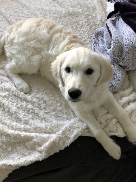 White Labs Dogs, Golden Lab, White Labrador Retriever, White Golden Retriever, White Dog, Cream Retriever, White Dog Aesthetic, Light Golden Retriever Puppy, Labrador White