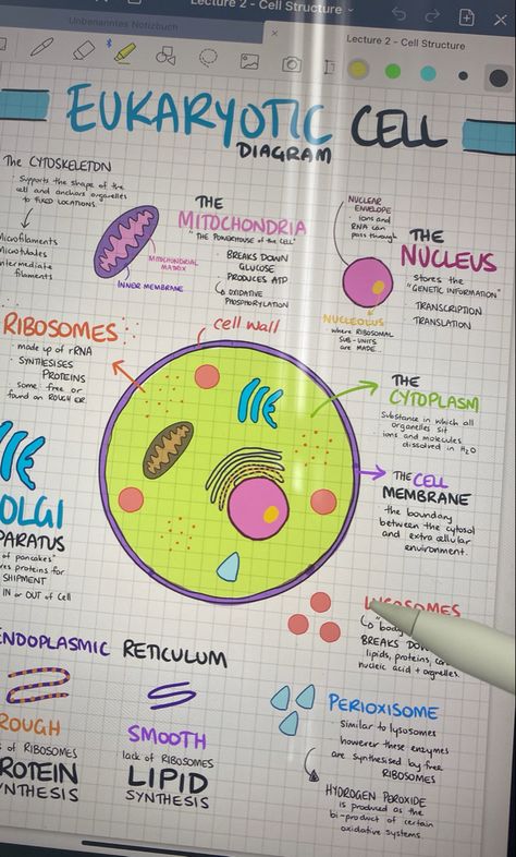 Science Notes Cells, Mitochondria Diagram, Good Notes 5, Cell Biology Notes, 9 Aesthetic, Biology Diagrams, Cell Diagram, Cells Project, Notes Life