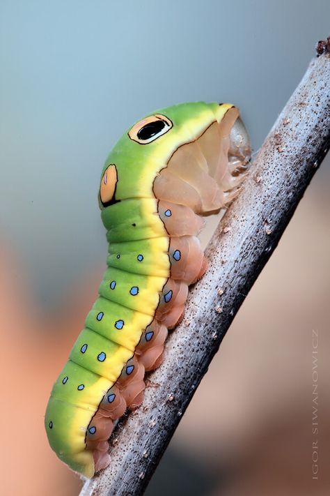 Swallowtail Caterpillar, Spicebush Swallowtail, Caterpillar Insect, Cool Bugs, Animals Friendship, Beautiful Bugs, Alien Concept Art, Creepy Crawlies, Insect Art