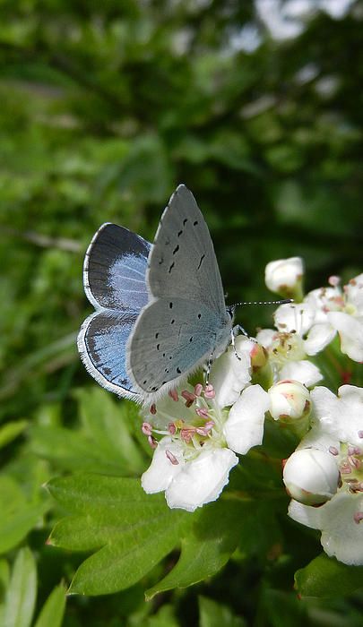 nature is so beautiful Holly Blue, Blue Butterfly, White Flowers, Flowers, Blue, White, Art