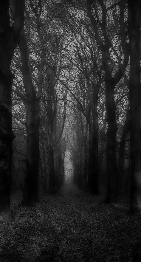 Backgrounds Aesthetic Landscape, Why Choose Romance, Scary Woods, Goth Aesthetic Wallpaper, Landscape Dark, Scary Backgrounds, Dark Forest Aesthetic, Aesthetic Landscape, Dark Landscape