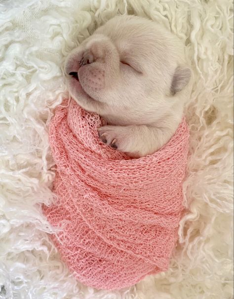 Newborn Puppy Pictures, Newborn Puppy Photoshoot Ideas, Puppy Litter Photoshoot Ideas, Golden Retriever Puppy Photography, Dog Photoshoot Pet Photography, Puppy Photoshoot, Newborn And Dog, Dog Photography Poses, Dog Foto