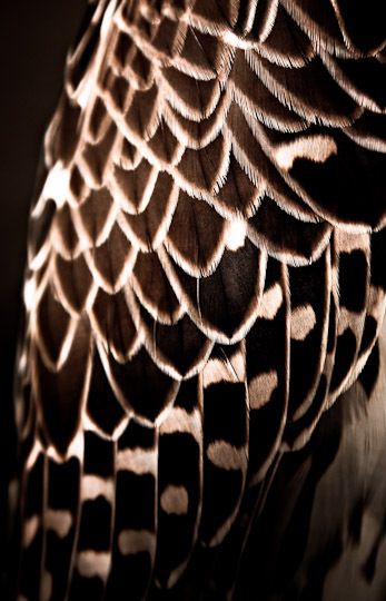 Falcon Brown Feathers Aesthetic, Falcon Aesthetic Bird, Falconer Aesthetic, Peregrine Falcon Aesthetic, Falcon Aesthetic, Falcon Photography, Hawk Aesthetic, Falcon Wings, Falcon Feather