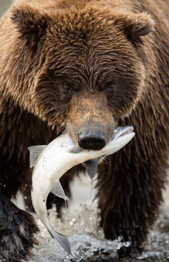 Alaska Living, Alaska Salmon Fishing, Photo Ours, Alaska Cabin, Danny Green, Kodiak Bear, Bear Fishing, Baby Panda Bears, Alaska Fishing