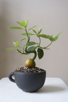 Avocado Bonsai Avocado Bonsai, Bonsai For Beginners, Avocado Trees, Bonsai Diy, Bonsai Tree Care, Avocado Plant, Hardiness Zones, نباتات منزلية, Mini Bonsai