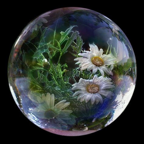 Glass Marguerites | brian rees | Flickr Circle Drawing, X Reader, My Love, Love You, Glass, Green, Nature