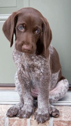 German Shorthaired Pointer Puppy Gsp Puppies, German Shorthaired Pointer Dog, Pointer Puppies, Feeling Guilty, German Shorthair, Pointer Dog, German Shorthaired Pointer, Easy Hair, Cane Corso