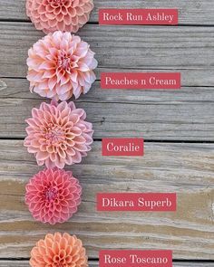 180 Dahlias ideas in 2022 | dahlia, dahlia flower, flower garden Flower Container Garden, Dahlia Flower Garden, Pinterest Guide, Dahlias Garden, Growing Dahlias, Cut Flower Garden, Flower Gardening, Flower Care, Love Garden